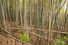 Bambou - 161
