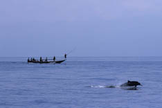 Indonesie, Baleiniers - 1