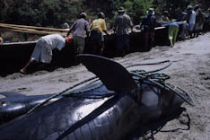 Indonesie, Baleiniers - 28
