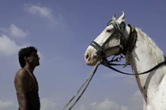 Inde - Le cheval Marwari