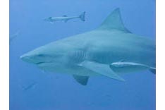 Fidji, requins - 2