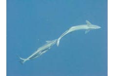 Fidji, requins - 27