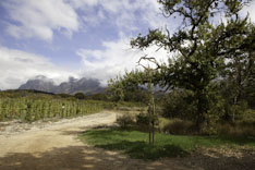Afrique du Sud, route des vins - 7
